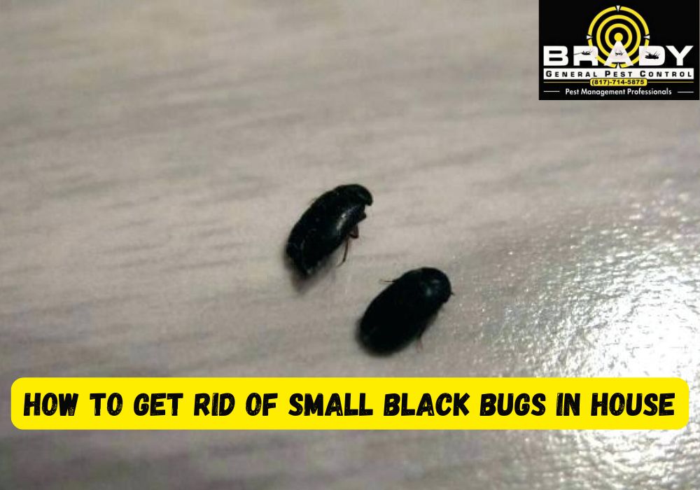 How to Get Rid of Small Black Bugs in House | Little Black Bugs in House