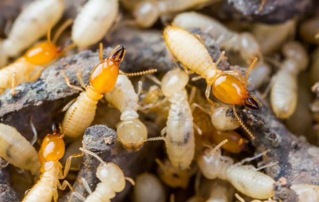 Termite Season in Texas: Signs of Infestations and How to Protect Your Home