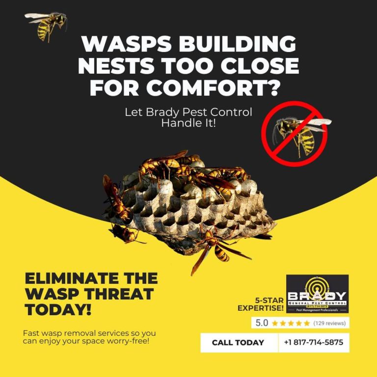 Wasp Control and Removal Services