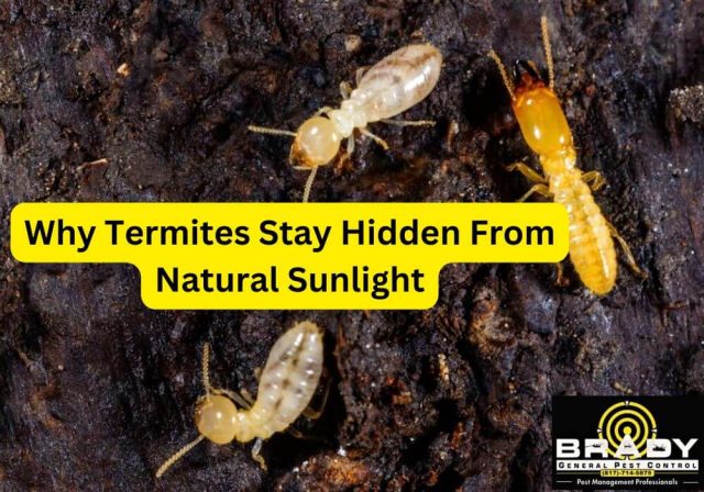 Reasons Why Do Termites Come Out at Night? 2026 Guide - Brady Pest Control