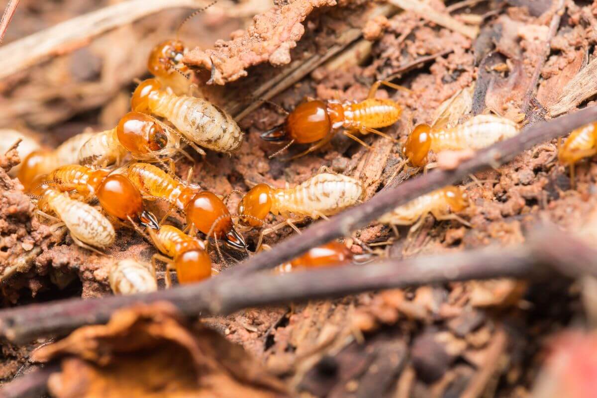 Reasons Why Do Termites Come Out at Night? 2025 Guide - Brady Pest Control