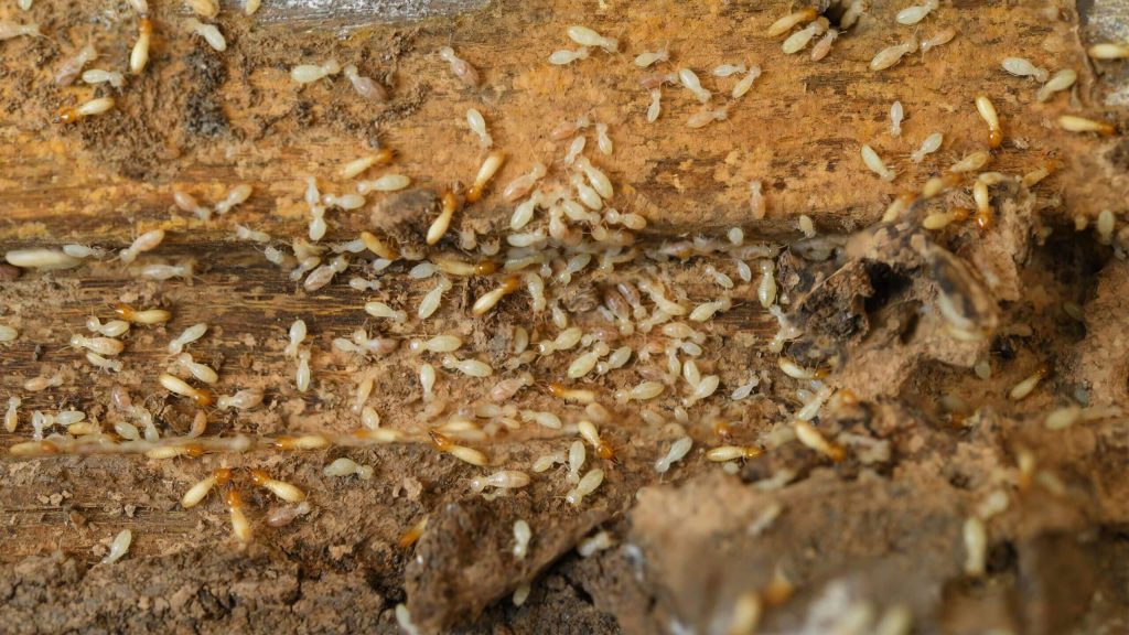 How Long Does Termite Swarming Season Last?