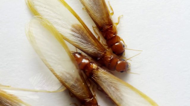 How Long Does Termite Swarming Season Last | Termite Season in Mansfield, TX - Brady Pest Control