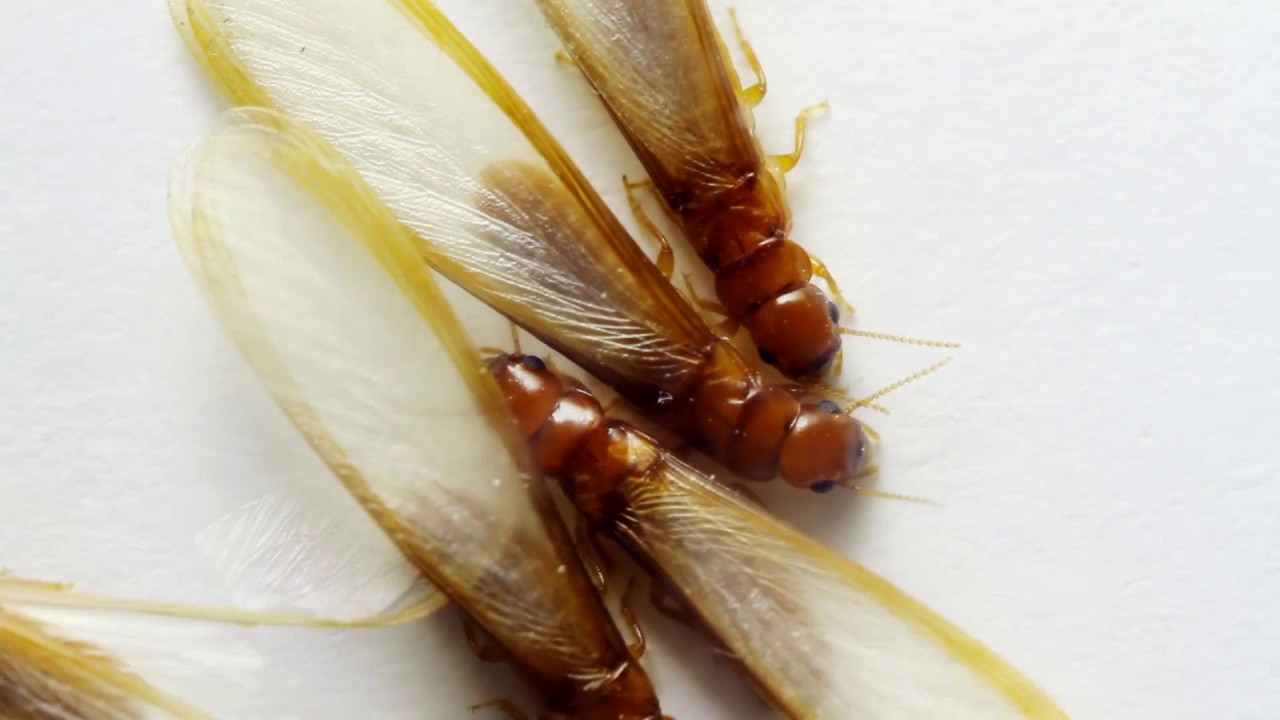 How Long Does Termite Swarming Season Last | Termite Season in Mansfield, TX - Brady Pest Control