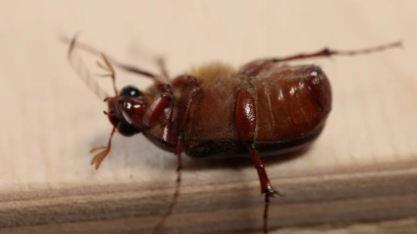 Prevention Tips to Avoid Infestation - Brady Pest Control