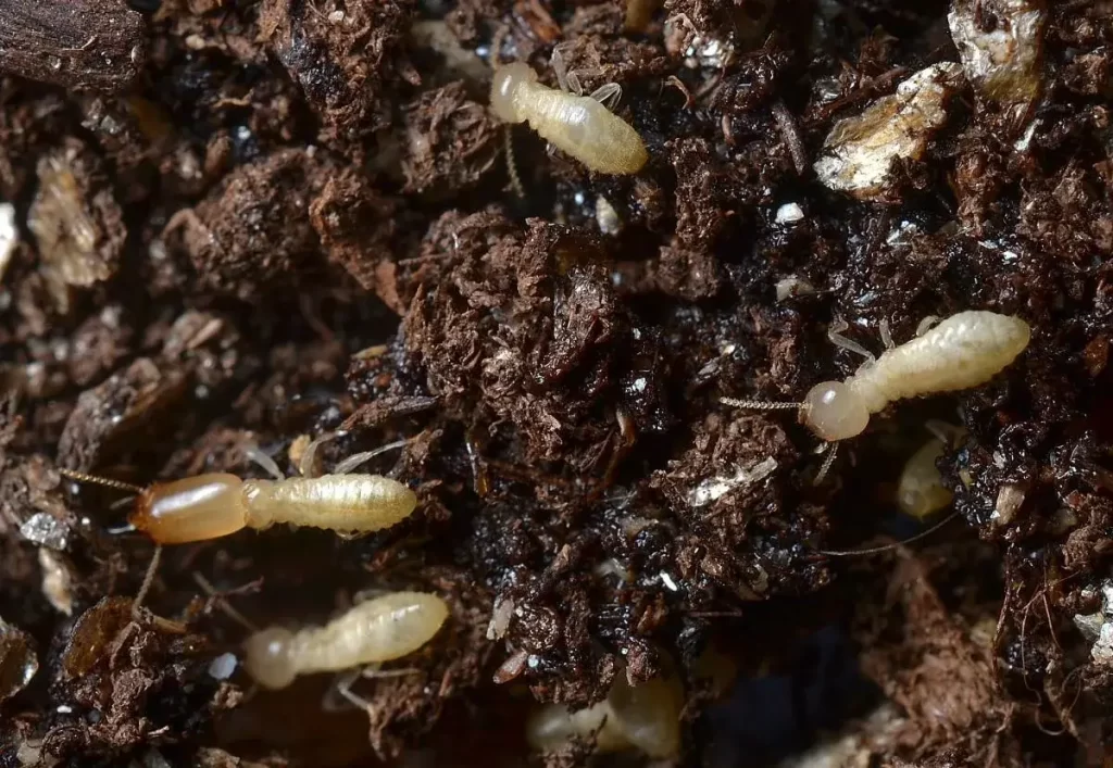 Protecting Your Home from Termites?