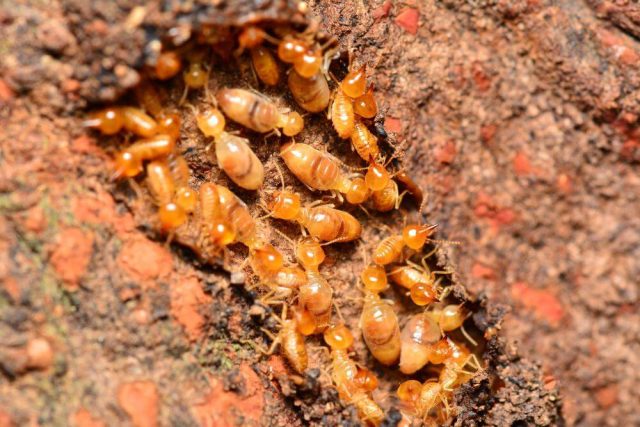 Termite Swarming Season in April 2025? What Texas Homeowners Need to Know - Brady Pest Control