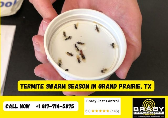 Termite Swarming Season in March/April 2026 - Brady Pest Control