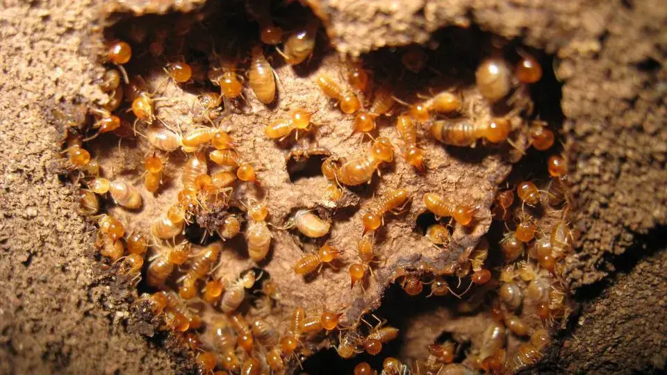 What is Termite Swarming?
