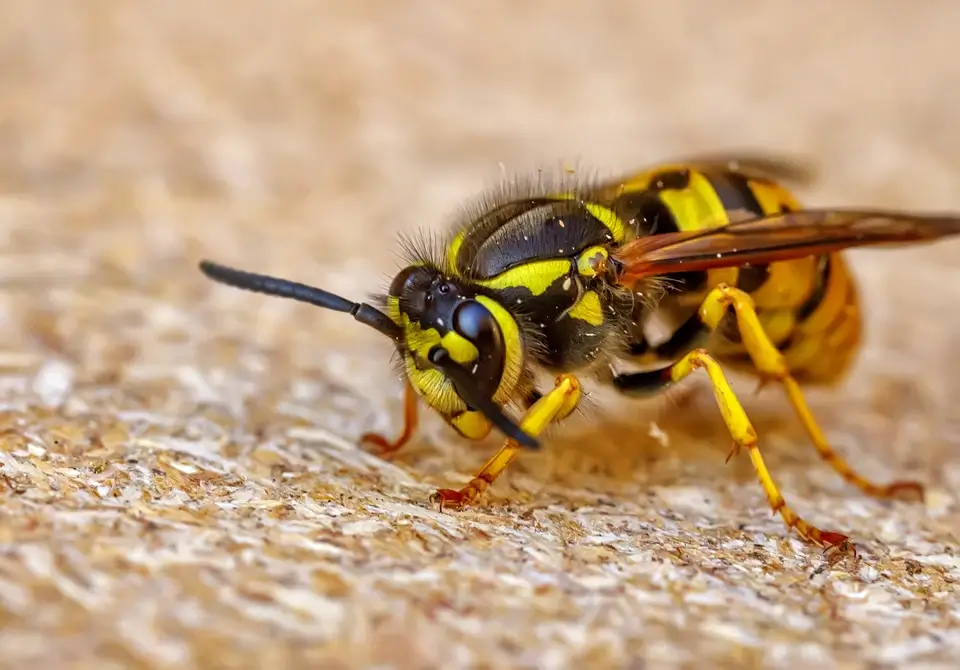 How Long Can Wasps Survive Without Food?