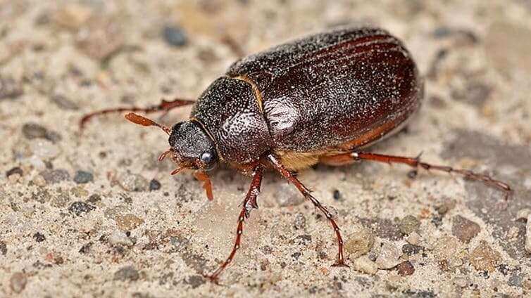 How to Get Rid of June Bugs Naturally in Texas? 2025 Easy Steps