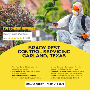 Shield Your Home from Termite Damage 6