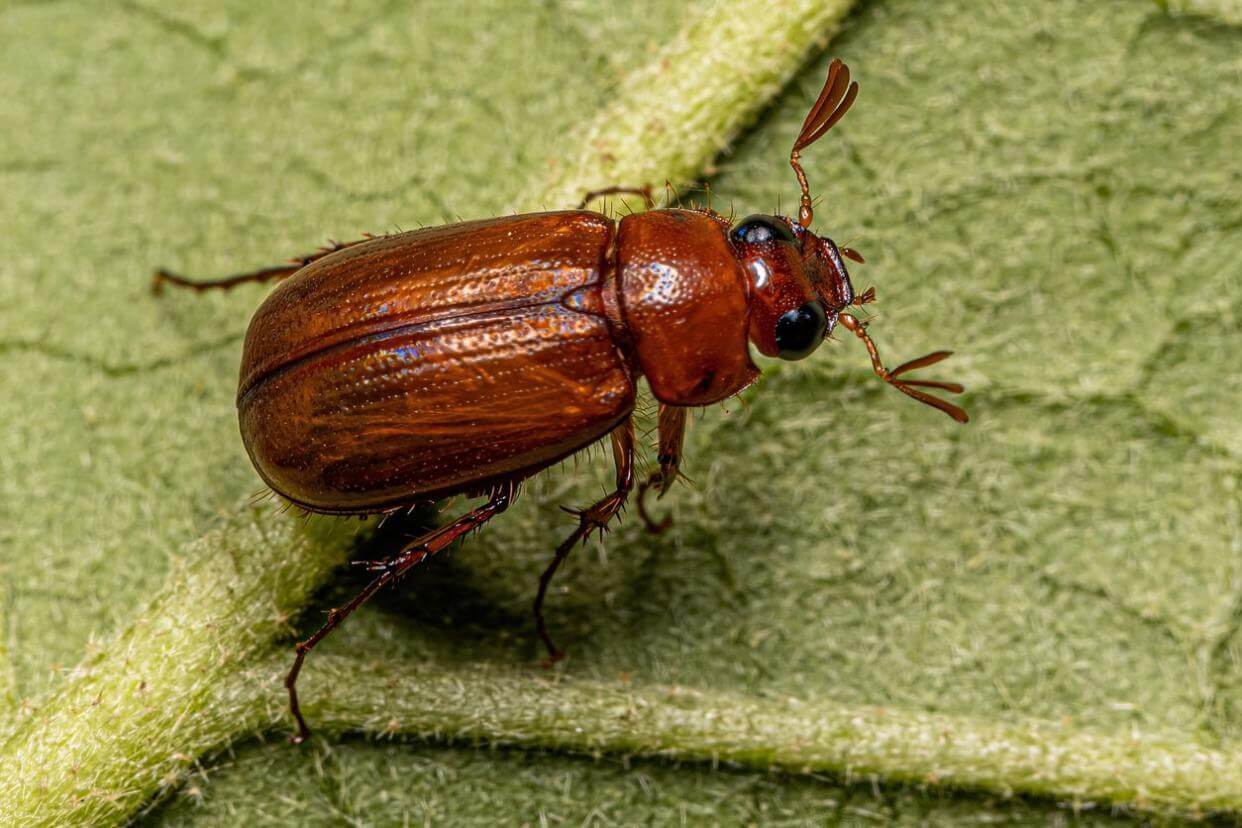 What Are June Bugs? Brady Pest Control