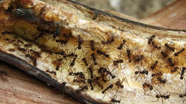 Carpenter Ant Texas