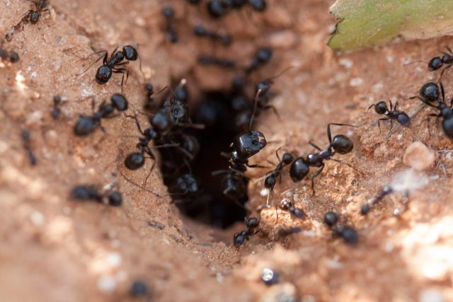 Why Carpenter Ants Love Texas Homes & How Brady Pest Control Stops Them