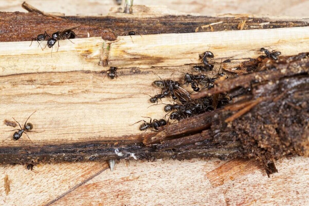 Wood Ants Texas Control Expert - Brady Pest Control