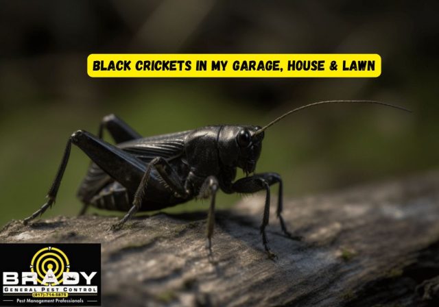 Black Crickets in my Garage, House & Lawn - Brady Pest Control