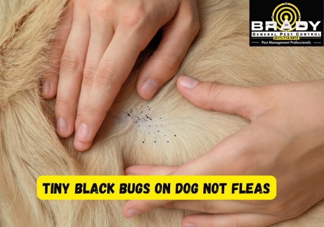 Tiny Black Bugs on Dog not Fleas? How to Get Rid & Prevention in 2026