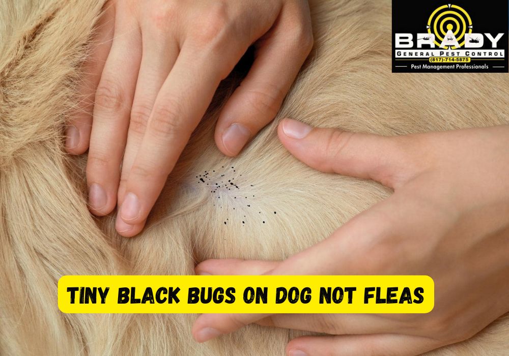 Tiny Black Bugs on Dog not Fleas? How to Get Rid & Prevention in 2026
