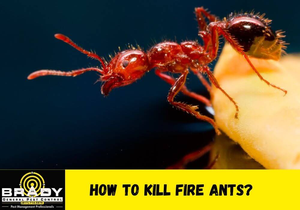 How to Kill Fire Ants in 2026 Two - Step Method? Expert Guide by Pest Expert