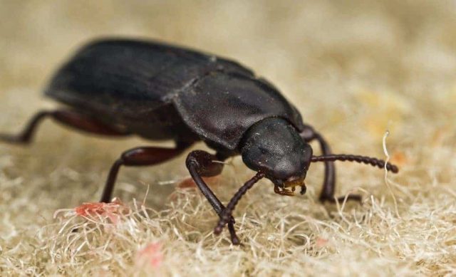 How to Get Rid of Black Beetle Bug in Grand Prairie TX House - Brady Pest Control
