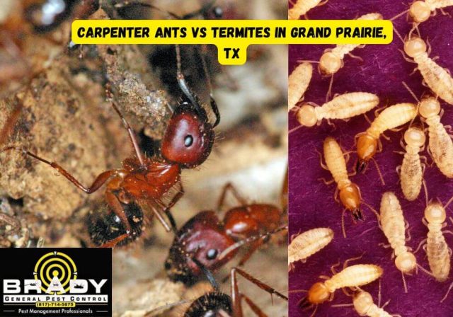 Carpenter Ants vs Termites in Grand Prairie, TX: How to Tell the Difference