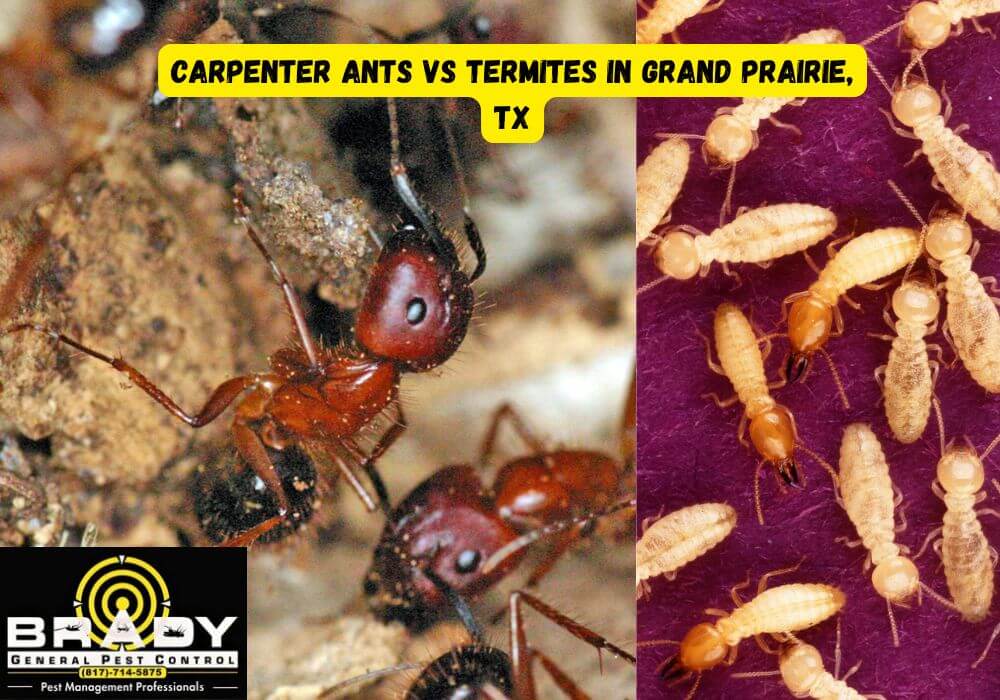 Carpenter Ants vs Termites in Grand Prairie, TX: How to Tell the Difference