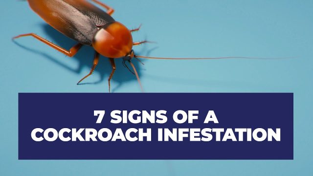 Cockroach Infestation Warning Signs - Brady Pest Control