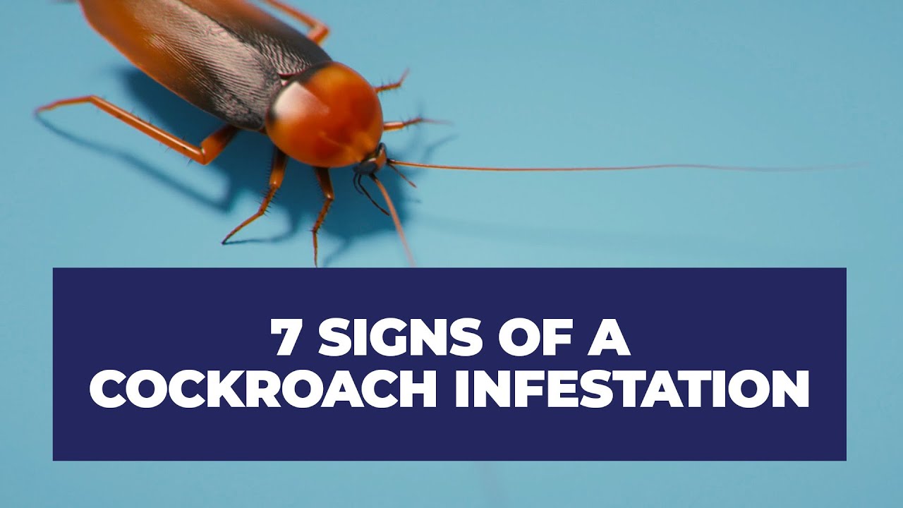 Cockroach Infestation Warning Signs - Brady Pest Control