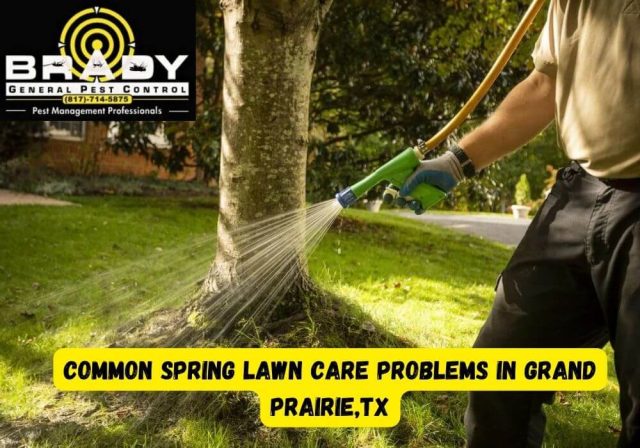 Common Spring Lawn Care Problems in Grand Prairie,TX