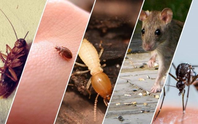 Top 10 Most Common Pests in Arlington Texas and How to Prevent Them in 2026