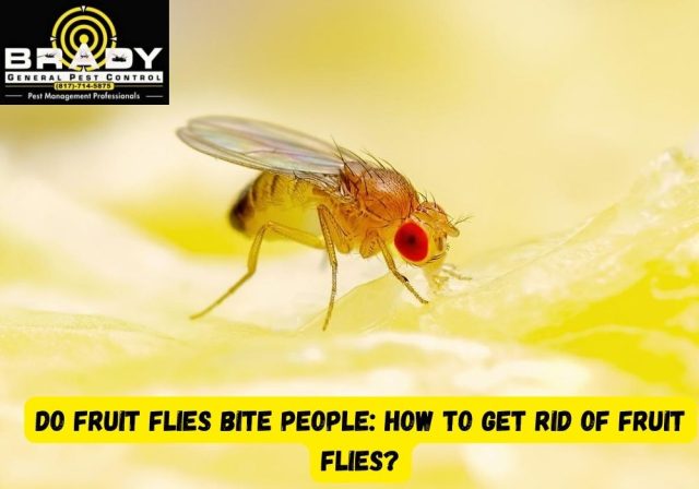 Do Fruit Flies Bite People How to Get Rid of Fruit Flies