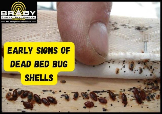 Early Signs of Dead Bed Bug Shells - Brady Pest Control