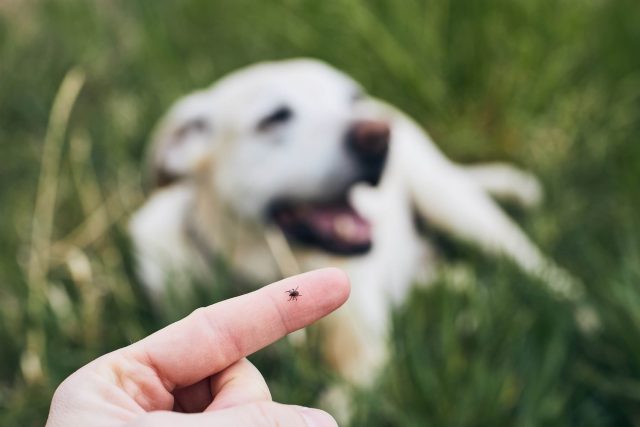 Fleas and Ticks in Texas: What Pet Owners Need to Know This Summer