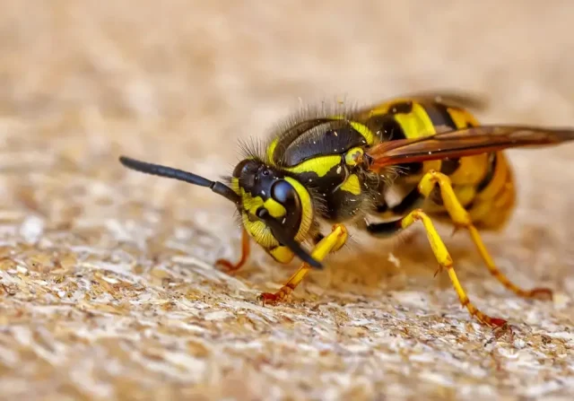 How Long Do Wasps Live Without Food in 2026