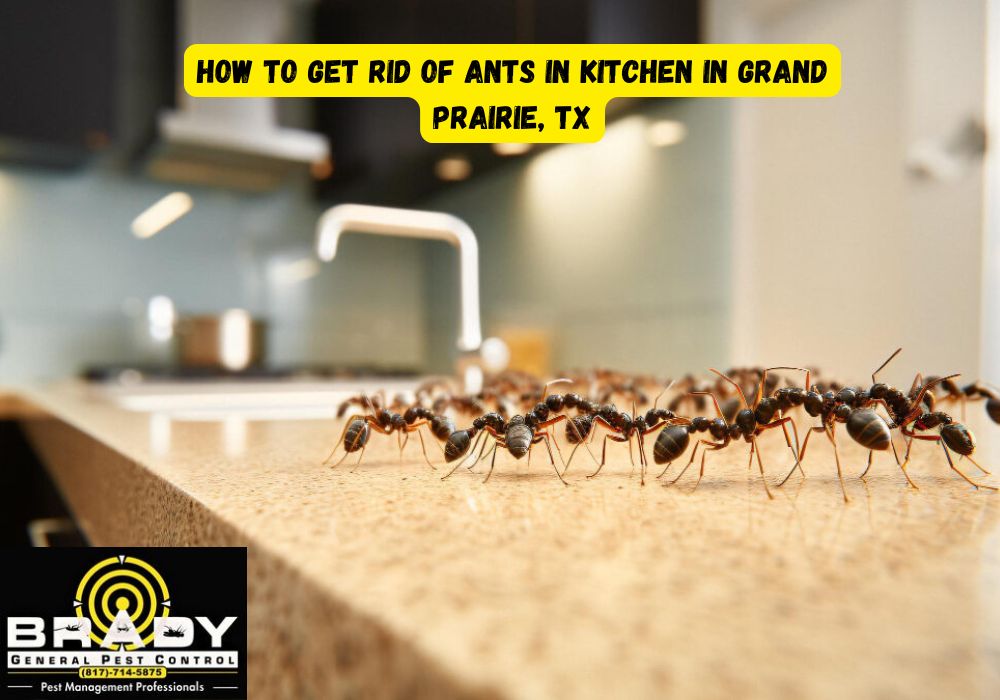 How to Get Rid of Ants in Kitchen in Grand Prairie, TX: Why They Keep Coming Back?