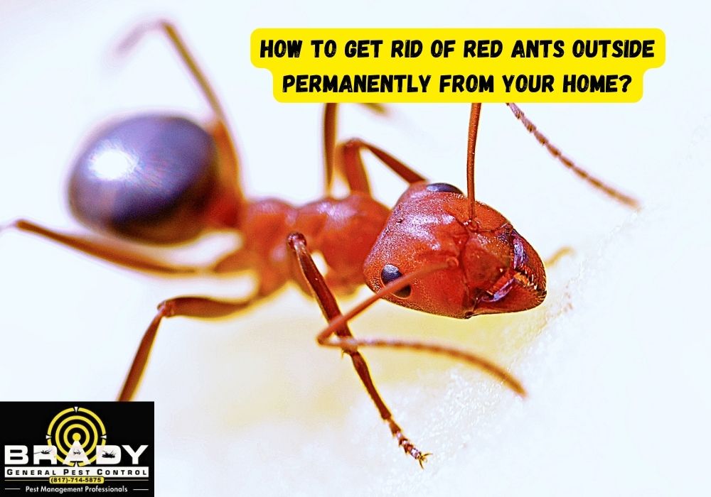 How to Get Rid of Red Ants Outside Permanently from Your Home?
