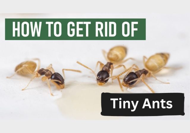 How to Get Rid of Tiny Ants in the Kitchen?