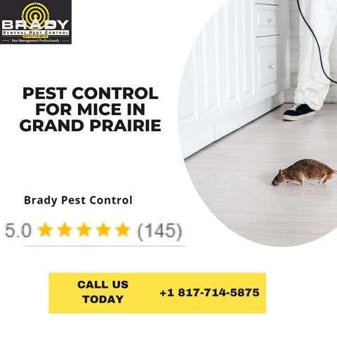 Brady Pest Control for Mice Control | Exterminator for Mice Control Grand Prairie