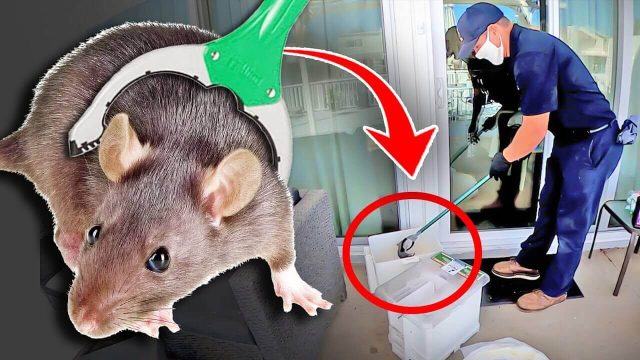 Rat Control Solutions for Grand Prairie & Mansfield, Texas Homes