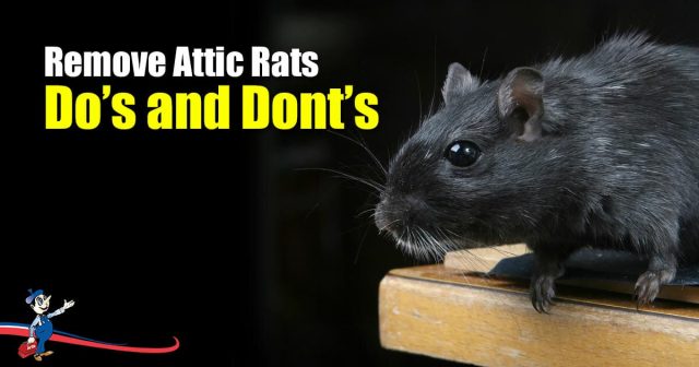 What Do I Do if I Hear Rats in My Attic?
