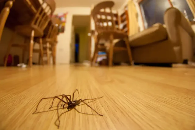 Spiders Are Taking Over Texas Homes — Why Am I Seeing More Spiders in My House