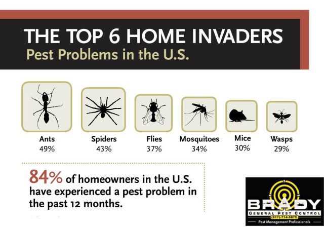 Summer Heat in North Texas Why Many Insects Thrive in the Heat