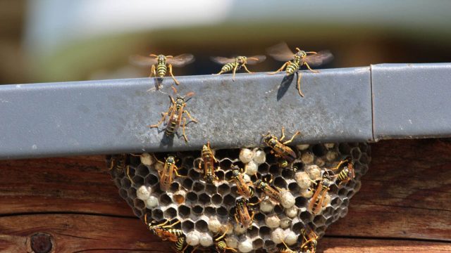 WASPS in Roof Eaves