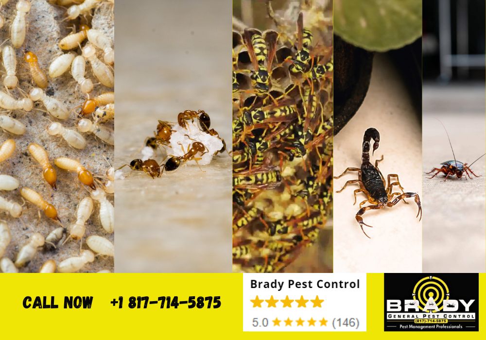 Warm Weather Pest Problems in Texas: What Pests Show Up in March?