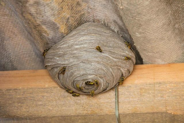Wasp Activity Around Rooflines, Garages, and Patios in Mansfield, TX