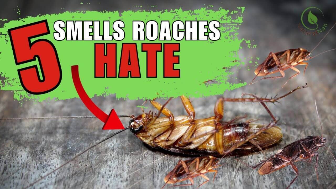 What Smell Do Roaches Hate? Scents Cockroaches Hate in 2026 Guides