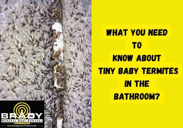 What You Need to Do When Found Tiny Baby Termites in Bathroom