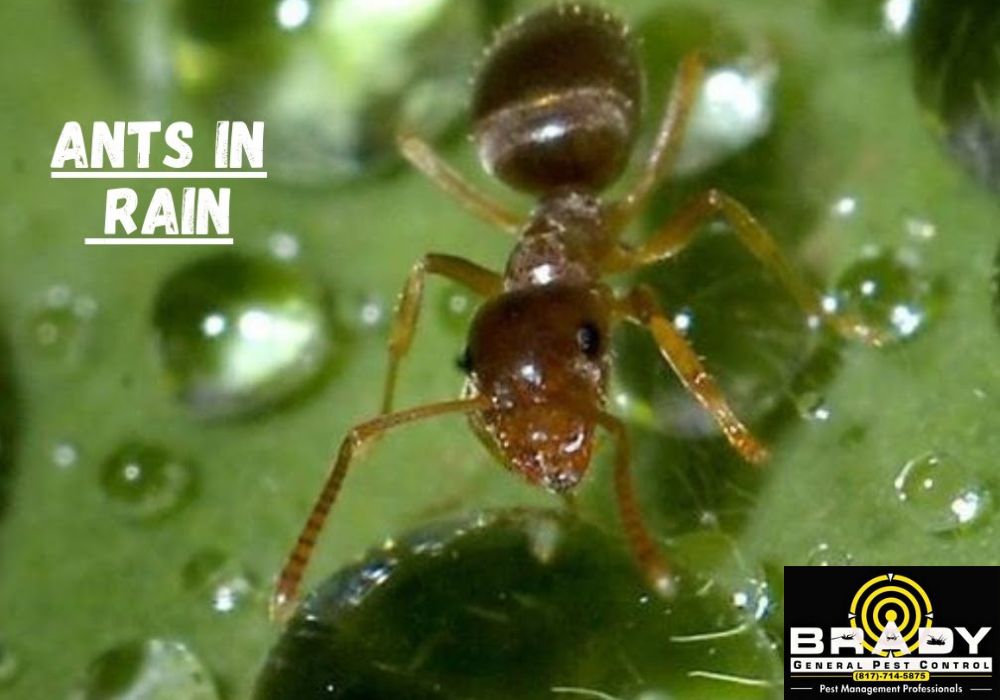 Why Am I Seeing Ants Indoors After Rain in Grand Prairie, TX?