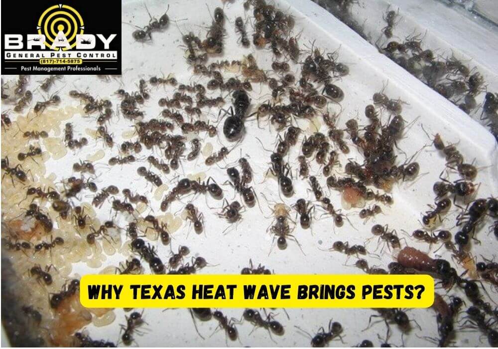 Why Texas Heat Wave Brings Pests?